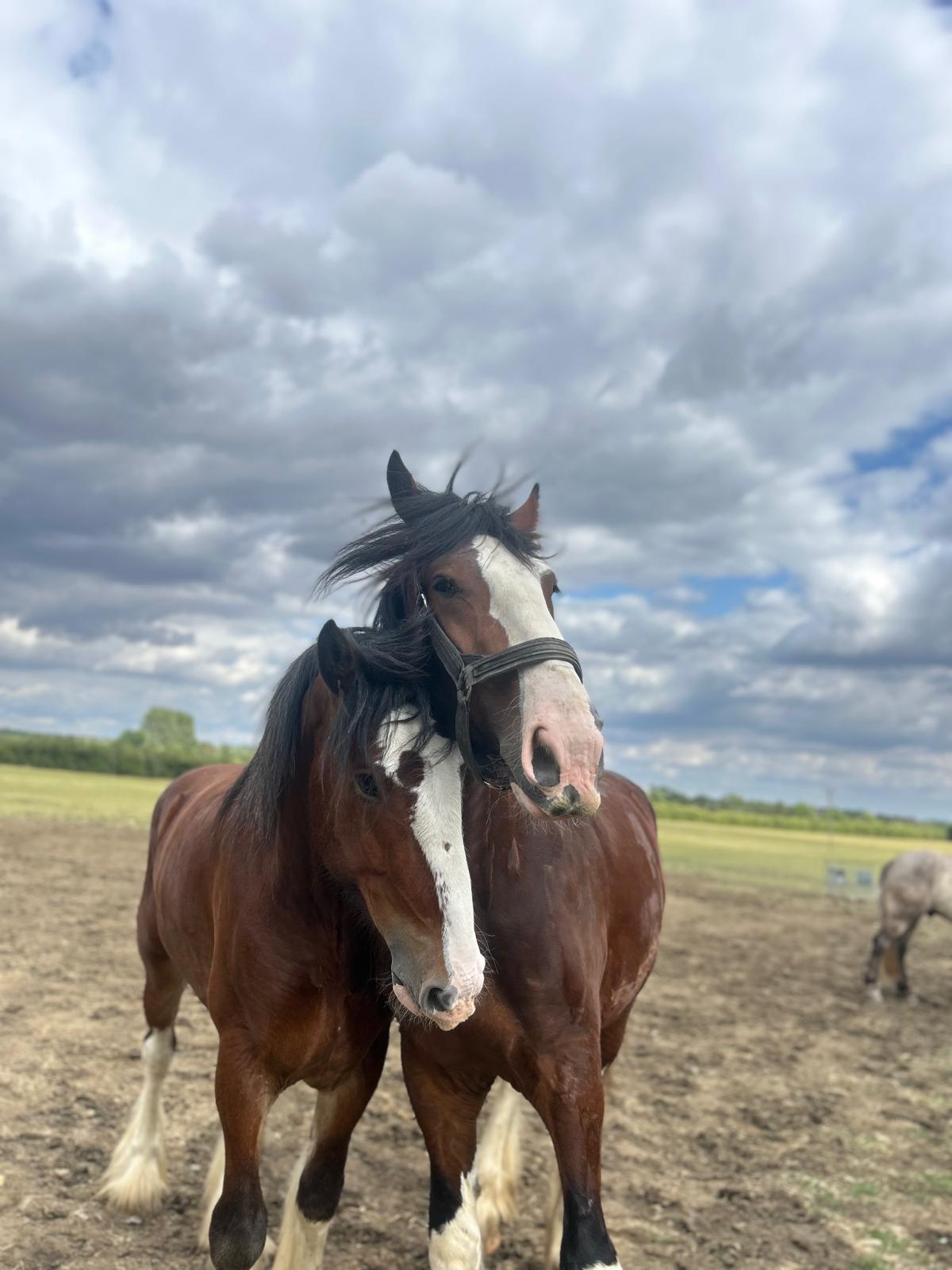 Professional horse training